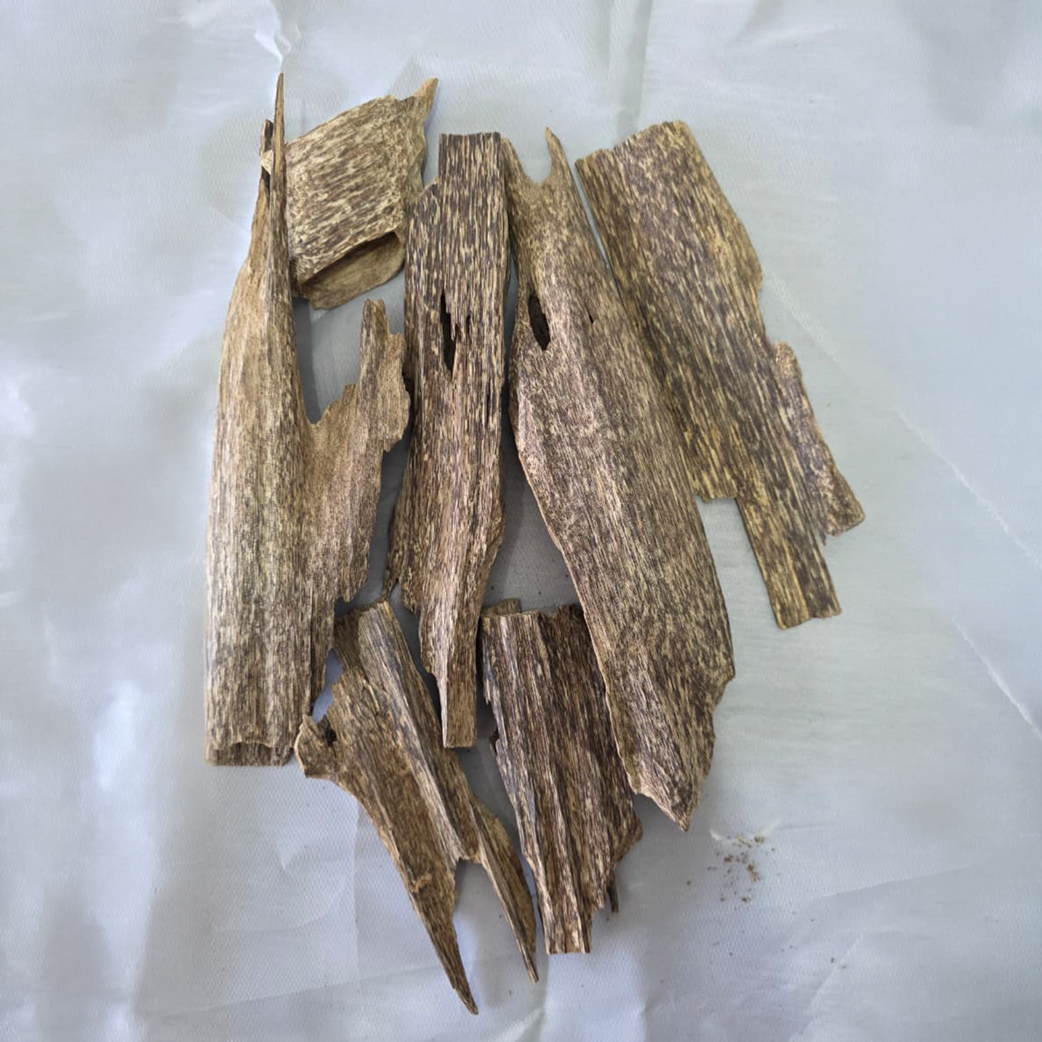 Prachin Oud