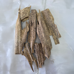 Prachin Oud