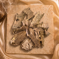 Vietnamese Shell Oud