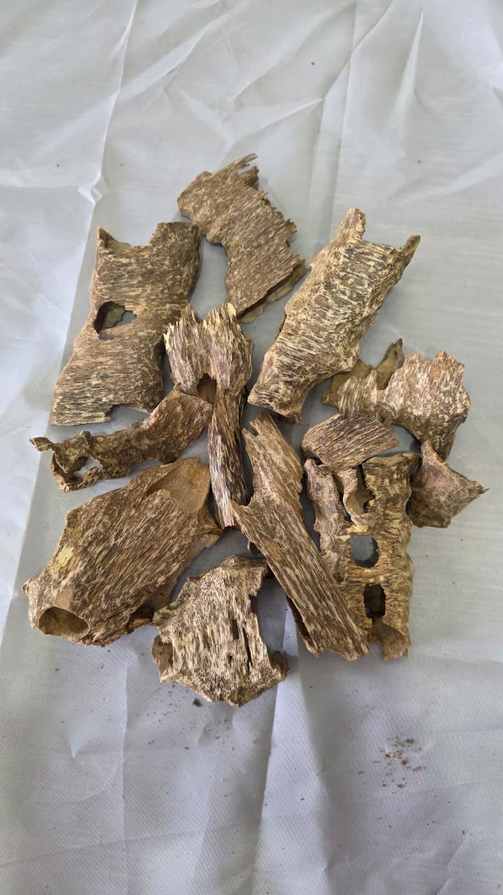 Vietnamese Shell Oud