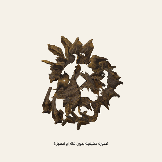 مروكي آصقون (الحجم ميني)
